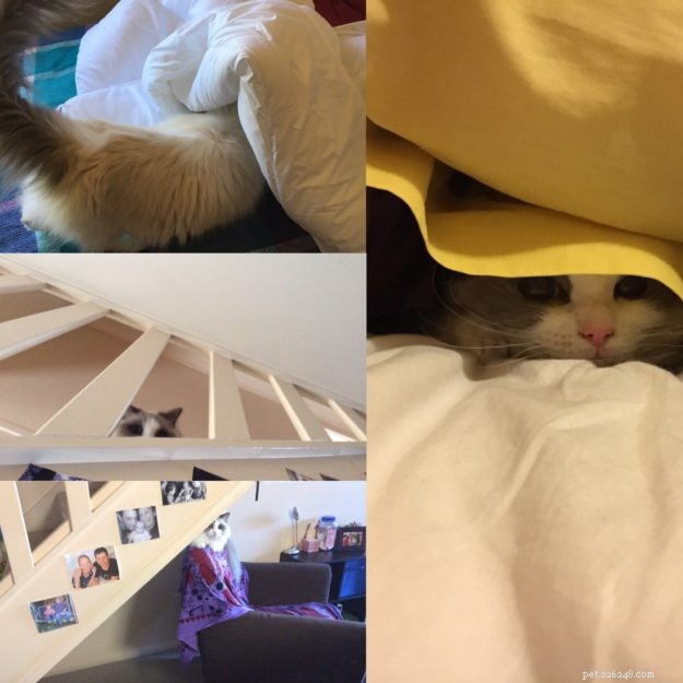 Meet Soki: Australia s Gentle Blue Bicolour Ragdoll Cat