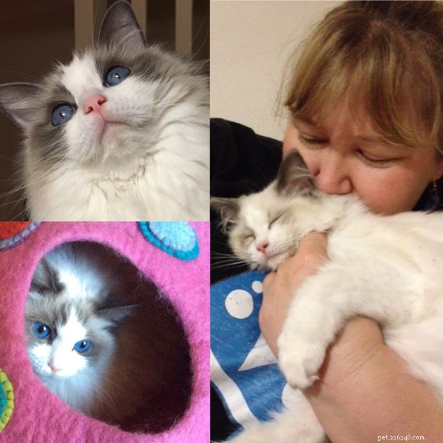 Meet Soki: Australia s Gentle Blue Bicolour Ragdoll Cat
