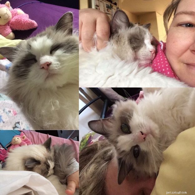 Meet Soki: Australia s Gentle Blue Bicolour Ragdoll Cat