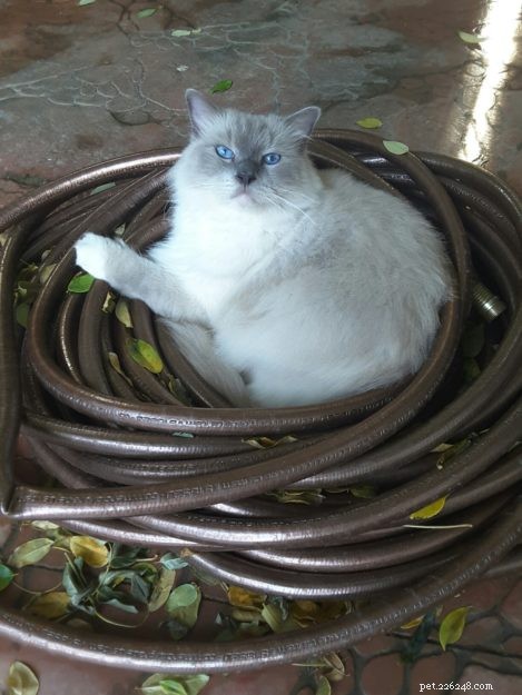 Meet Smokey: Aruba s Blue-Mitted Ragdoll Star of the Week