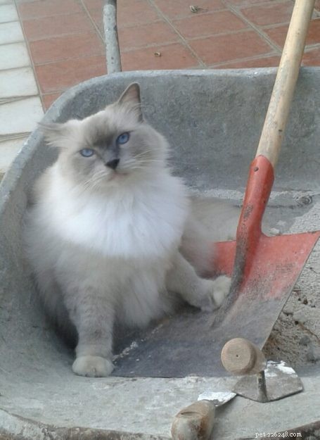 Meet Smokey: Aruba s Blue-Mitted Ragdoll Star of the Week