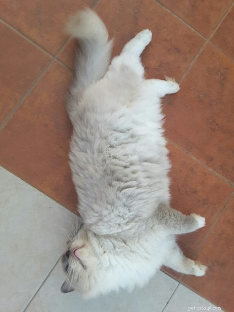 Meet Smokey: Aruba s Blue-Mitted Ragdoll Star of the Week