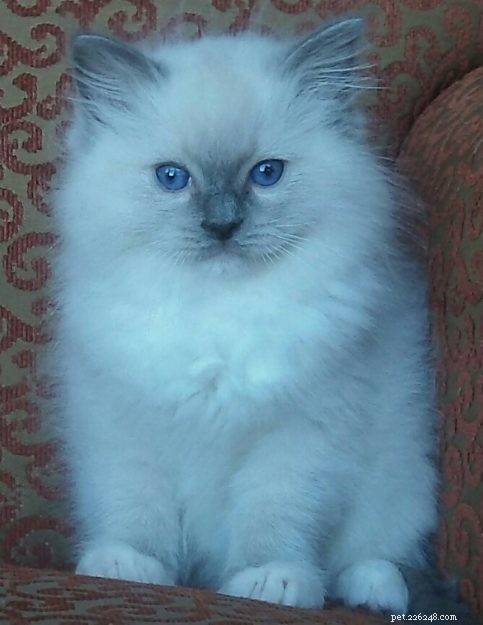 Meet Smokey: Aruba s Blue-Mitted Ragdoll Star of the Week