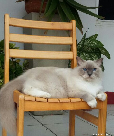 Meet Smokey: Aruba s Blue-Mitted Ragdoll Star of the Week