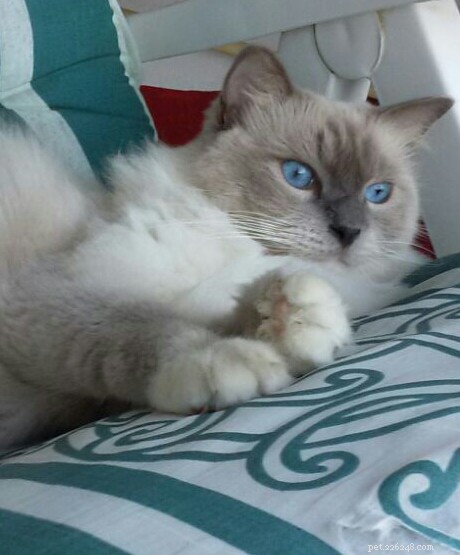 Meet Smokey: Aruba s Blue-Mitted Ragdoll Star of the Week