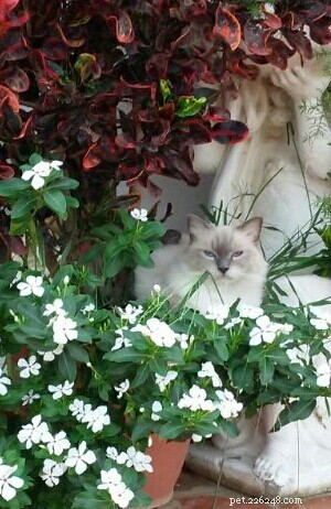 Meet Smokey: Aruba s Blue-Mitted Ragdoll Star of the Week