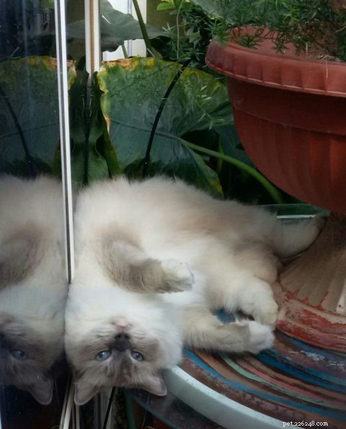 Meet Smokey: Aruba s Blue-Mitted Ragdoll Star of the Week