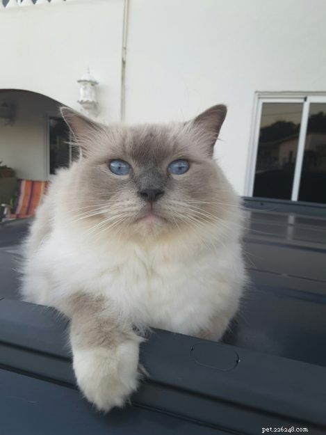 Meet Smokey: Aruba s Blue-Mitted Ragdoll Star of the Week