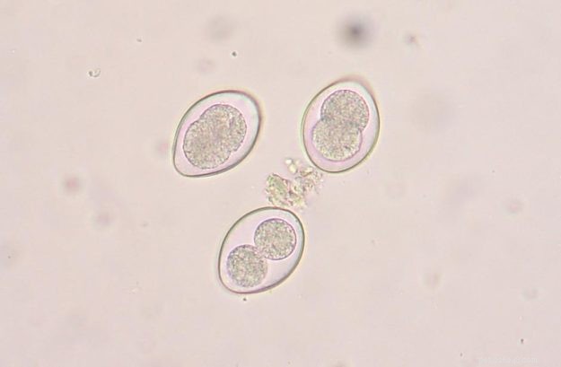 Caring for Your New Ragdoll Kitten with Giardia: Expert Tips for Recovery