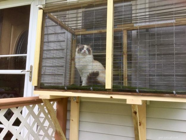 Custom Catio for Ragdoll Cats Leo & Shelby: A Stylish Outdoor Retreat