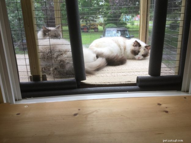 Custom Catio for Ragdoll Cats Leo & Shelby: A Stylish Outdoor Retreat
