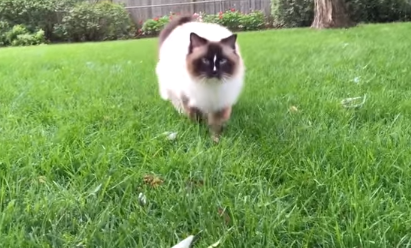 Everything You Need to Know About Ragdoll Cats