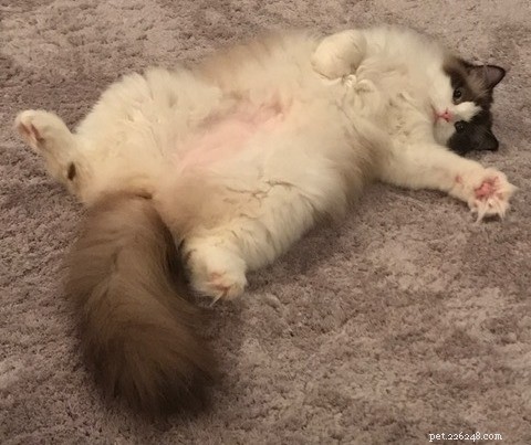 Maggie: The Inspiring Journey of a Rescued Ragdoll Cat