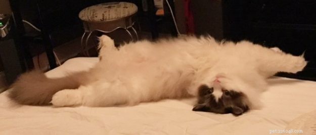 Maggie: The Inspiring Journey of a Rescued Ragdoll Cat