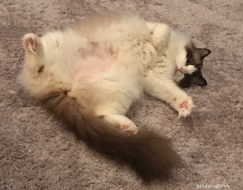 Maggie: The Inspiring Journey of a Rescued Ragdoll Cat