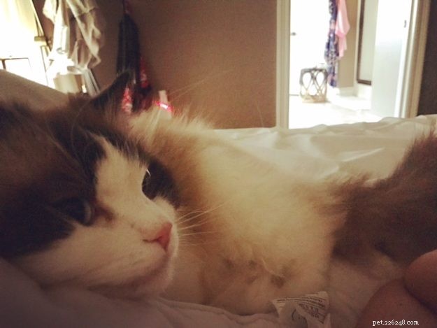 Maggie: The Inspiring Journey of a Rescued Ragdoll Cat