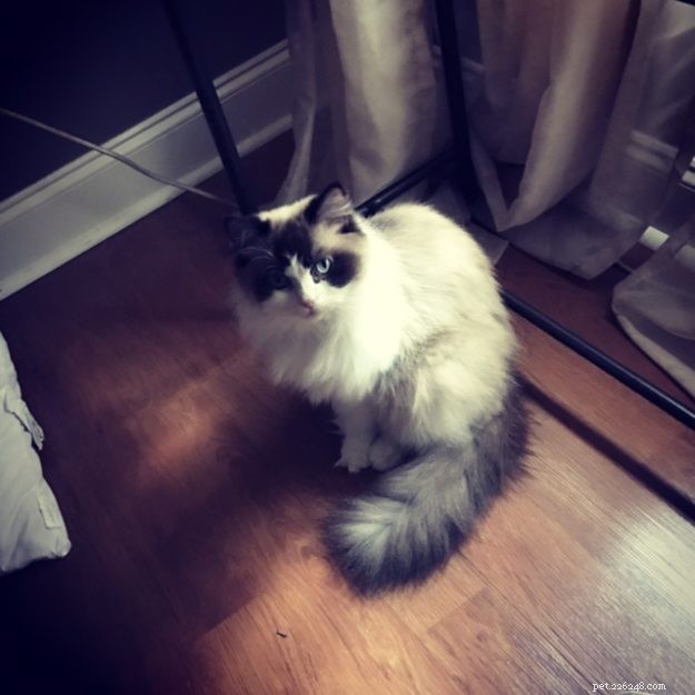 Maggie: The Inspiring Journey of a Rescued Ragdoll Cat
