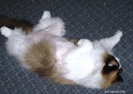 Ragdoll Cats After Belly Shaving: Heartwarming Recovery Stories