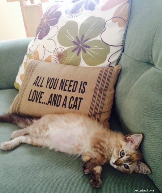 Ragdoll Cats After Belly Shaving: Heartwarming Recovery Stories