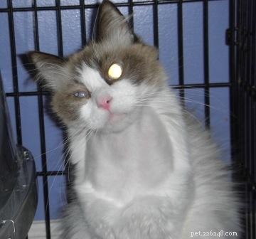 Ragdoll Cats After Belly Shaving: Heartwarming Recovery Stories