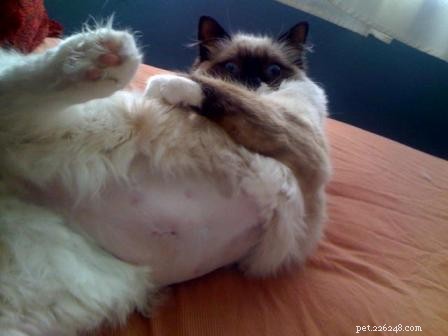 Ragdoll Cats After Belly Shaving: Heartwarming Recovery Stories