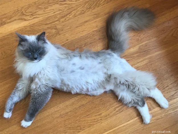 Ragdoll Cats After Belly Shaving: Heartwarming Recovery Stories