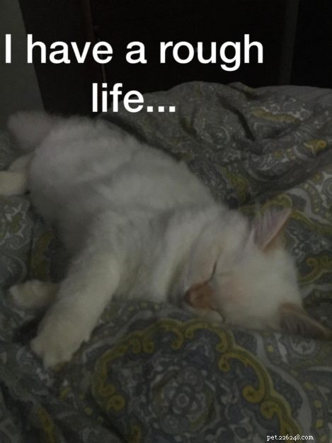 Aria: A Ragdoll’s Journey Through Loss and Love