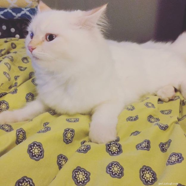 Aria: A Ragdoll’s Journey Through Loss and Love