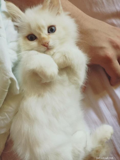 Aria: A Ragdoll’s Journey Through Loss and Love