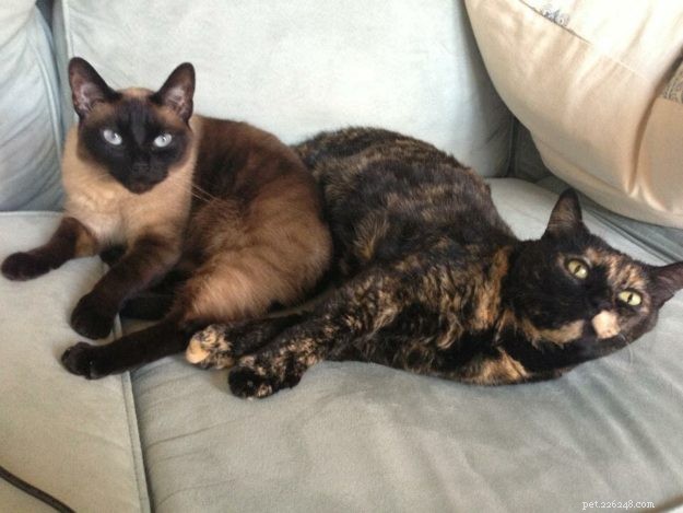 Aria: A Ragdoll’s Journey Through Loss and Love