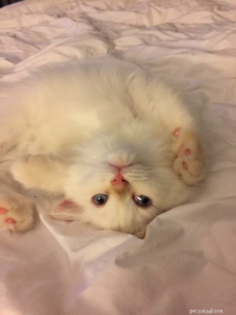 Aria: A Ragdoll’s Journey Through Loss and Love