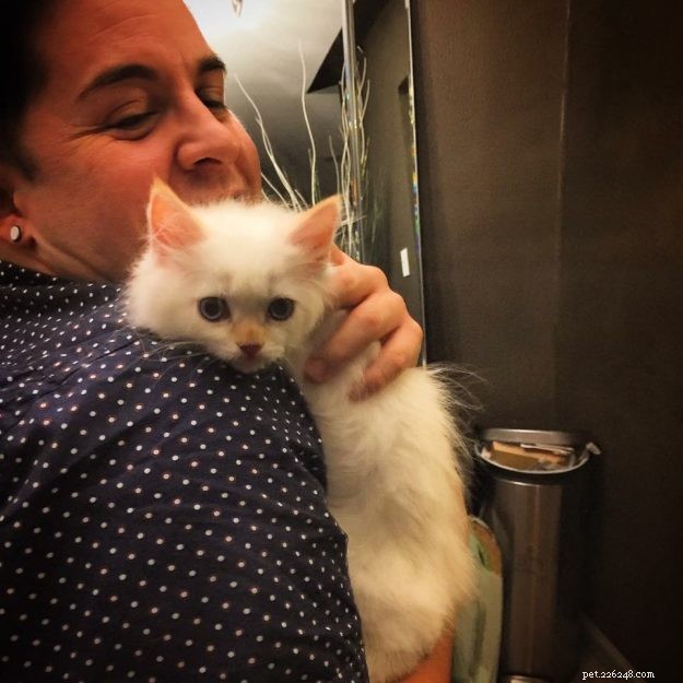 Aria: A Ragdoll’s Journey Through Loss and Love