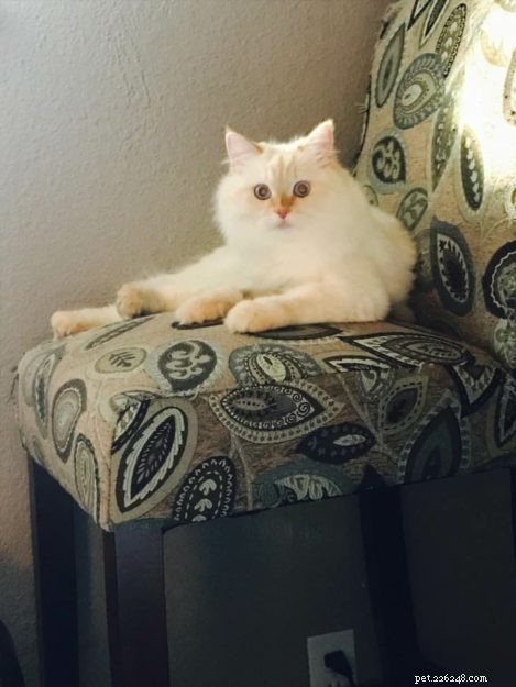 Aria: A Ragdoll’s Journey Through Loss and Love
