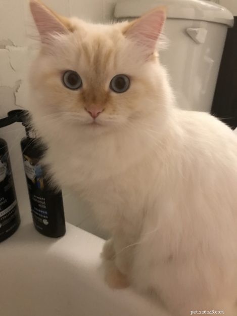 Aria: A Ragdoll’s Journey Through Loss and Love