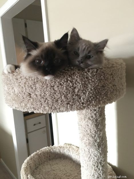 Lycan: Blue Mink Ragdoll Kitten of the Month