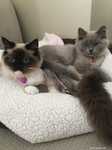 Lycan: Blue Mink Ragdoll Kitten of the Month