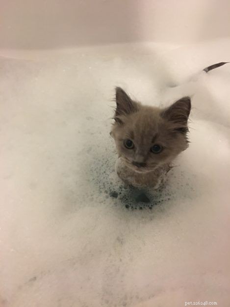 Lycan: Blue Mink Ragdoll Kitten of the Month