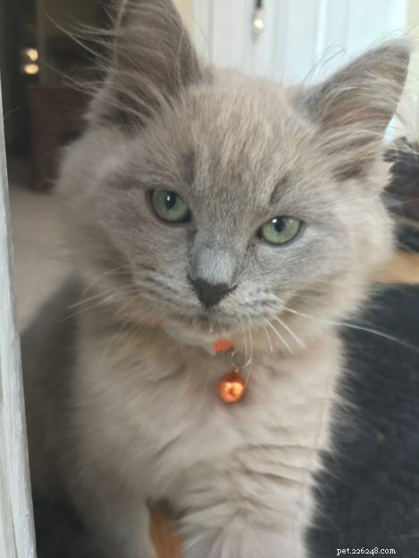 Lycan: Blue Mink Ragdoll Kitten of the Month