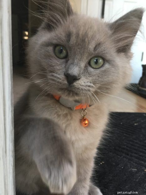 Lycan: Blue Mink Ragdoll Kitten of the Month