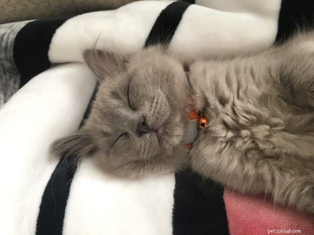 Lycan: Blue Mink Ragdoll Kitten of the Month