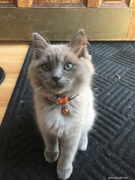 Lycan: Blue Mink Ragdoll Kitten of the Month