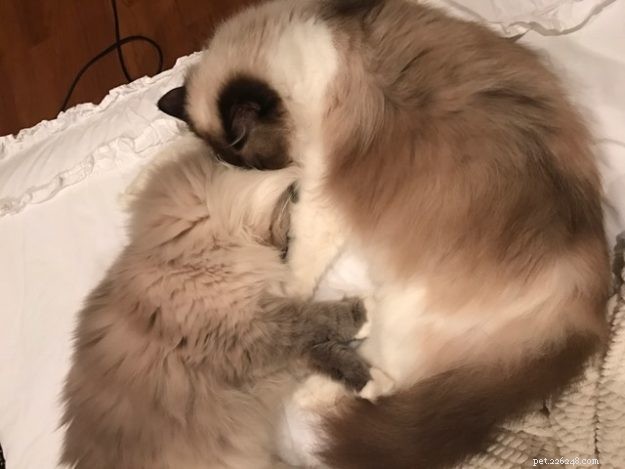 Rajah: The Rescued Ragdoll Who Quickly Became Family s Favorite