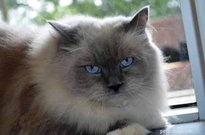 Rajah: The Rescued Ragdoll Who Quickly Became Family s Favorite