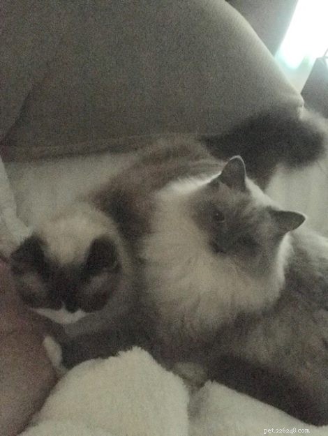 Rajah: The Rescued Ragdoll Who Quickly Became Family s Favorite