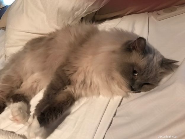 Rajah: The Rescued Ragdoll Who Quickly Became Family s Favorite