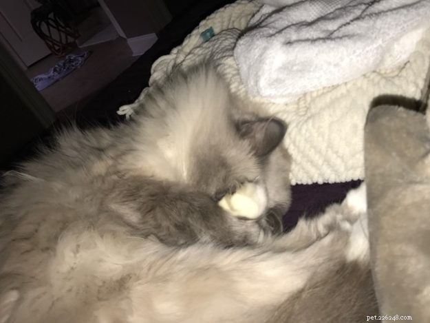 Rajah: The Rescued Ragdoll Who Quickly Became Family s Favorite