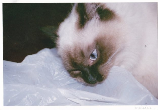 Why Do Cats Chew on Plastic? Causes & How to Stop It