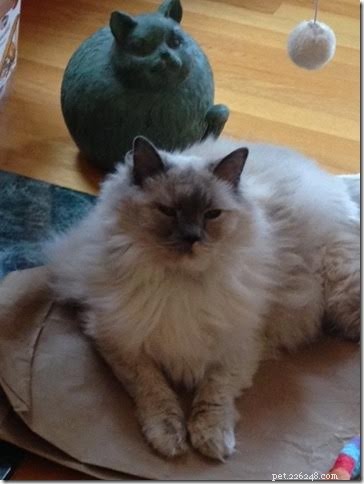 Meet Misty: The Blue Tortoiseshell Ragdoll of the Week