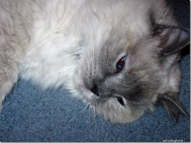 Meet Misty: The Blue Tortoiseshell Ragdoll of the Week