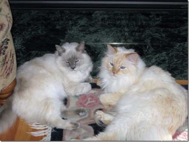 Meet Misty: The Blue Tortoiseshell Ragdoll of the Week